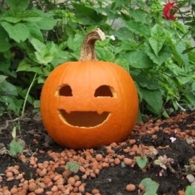 すの▲かぼちゃん迷走中🎃☃️さんのプロフィール画像