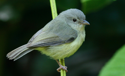 Birdtours's profile picture. Nature Tours at its best: Get the best rates on vacations and tours relating to bird watching in Jamaica. See over 250 bird species to include 28 endemics.