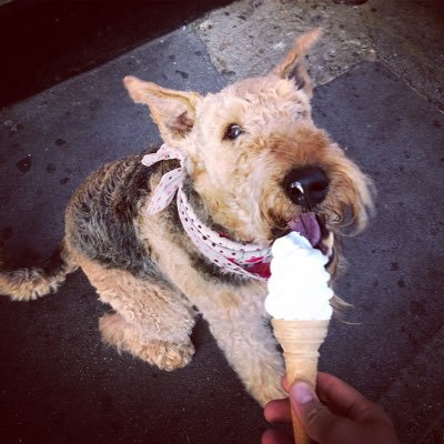 Ma name be Toastie n aye be Airedale Dame. Dat chikun better be organik. Aye eez Cheerleader at Dad’s gym @theunderdoggym Forever loved ❤️08.11.08 - 03.01.21 🌈