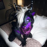 DemFen (@nuefox) 's Twitter Profile
