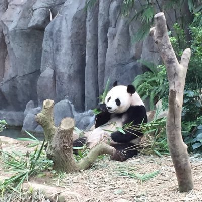 karenfoo's profile picture. method2madness