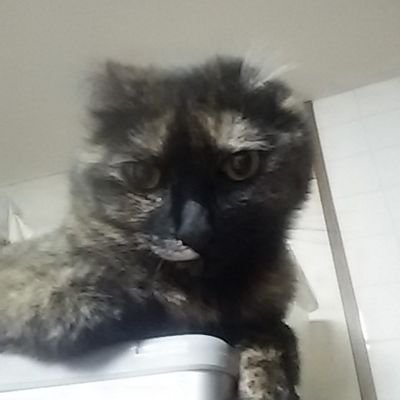 sayuriohagi's profile picture. 