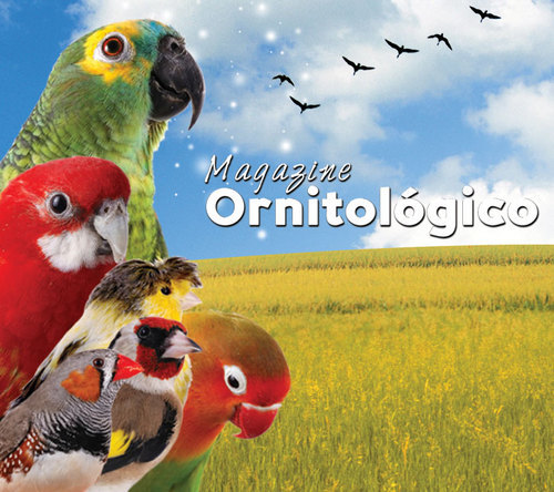 Magazine Ornitológico
O melhor da ornitologia no Twitter...