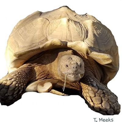 I am an African sulcata tortoise. I live in a turtle and tortoise rescue/sanctuary that my human owns. I hatched deformed. But it hasn't slowed me down.