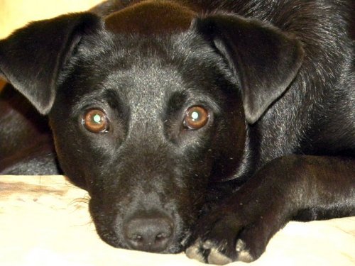 kathylovespets's profile picture. I just love them all!