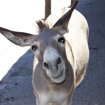 Donkey