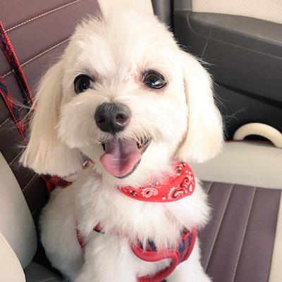 Smile Home しばっちょまま 泣けてくる なんなのコレ マルチーズばかり33頭 エンジェルズさん レスキューありがとうございます 悪徳ブリーダー 保護犬 マルチーズ 動物愛護団体エンジェルズ