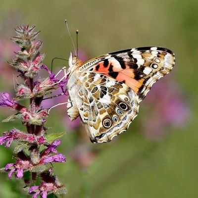 mcq705's profile picture. 