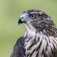 HawksMPS (@hawksmps) 's Twitter Profile Photo HawksMPS (@hawksmps) 's Twitter Profile Photo