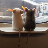 あき (@ygoaki) 's Twitter Profile