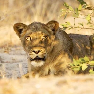 ZimLioness's profile picture. 