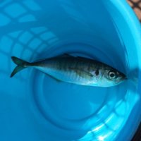 かよ (@kayou_2nd) 's Twitter Profile Photo