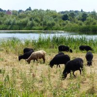 Farming for the Future (@fftfproject) 's Twitter Profile