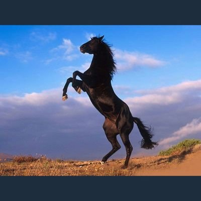 pl4pXANflC3Uf3C's profile picture. فلا تخشى المنية والتقيها   ودافع ما أستطعت الدفاعا   هههههههههههههههه