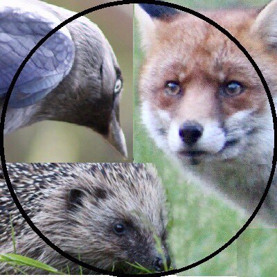 david_j_fleming's profile picture. Documenting the adventures of Hedgehogs and their guests to #HedgehogManor and neighbouring #HedgehogArms