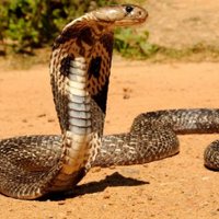 OWPScobras (@owpscobras) 's Twitter Profile Photo OWPScobras (@owpscobras) 's Twitter Profile Photo