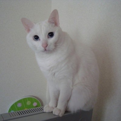 前橋ネコさんのプロフィール画像