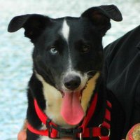 H2O Fido (@fidoh2o) 's Twitter Profile