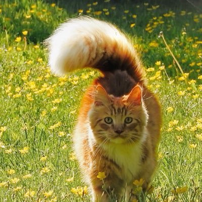 Primus the fluffy tailed adventure cat from Norway. Follow his adventures at Patreon.