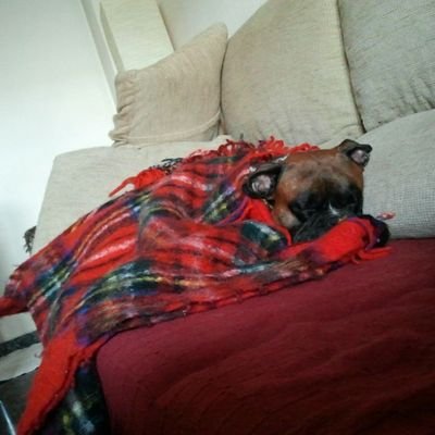 house_carlos's profile picture. Exalumno marista,exjugador de los hh Maristas San josè,privilegiado visitante de la cueva original de Altamira, socio del Ademar y Aupa Erreala!!!