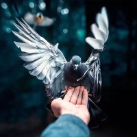 شيماء العنزي🕊 (@shaima273) 's Twitter Profile