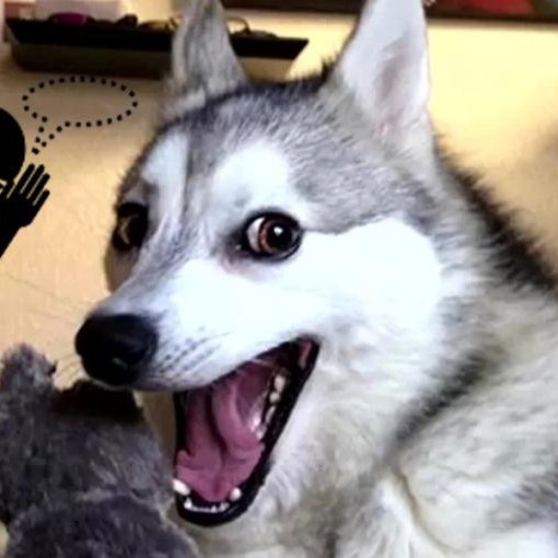 dogloversirijil's profile picture. 