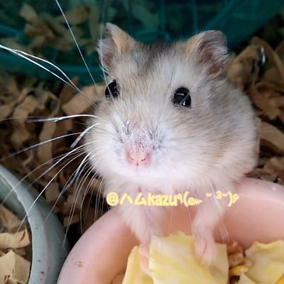 ハムkazu۹(๛ ˘ ³˘)۶さんのプロフィール画像
