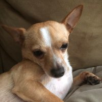 ChiChi❤️ (@mydogisphat) 's Twitter Profile Photo ChiChi❤️ (@mydogisphat) 's Twitter Profile Photo