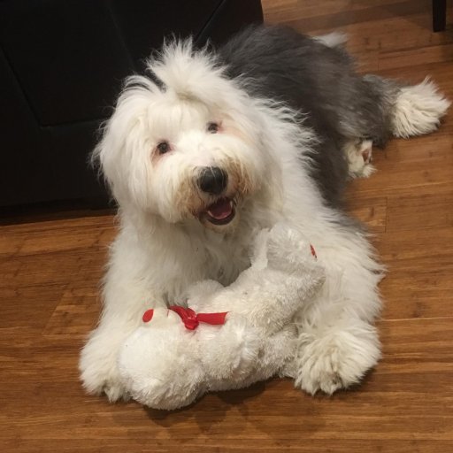 DISCOUNT DEALERS sell unique products. https://t.co/669m8EJBob…
Western Bulldogs tragic. Photo is our Old English Sheepdog RINGO STARR FOX