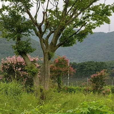 예은치과대표원장(현). 
민주평화 통일 자문회의 부의장(전)