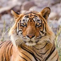 Jyoti Sharma (@jyotirajesh20) 's Twitter Profile