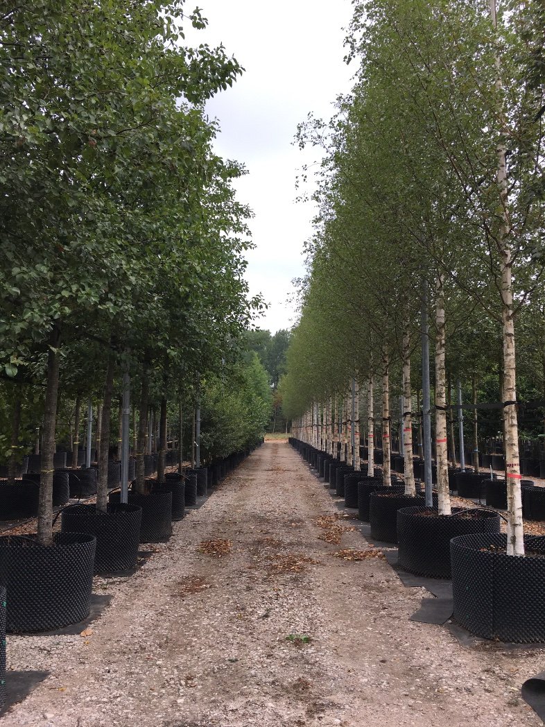 Family man with a passion for assisting in creating wonderful landscapes from one of the largest Nurseries in Europe Van Den Berk Boomkwekerijn