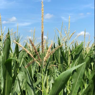 FuturemanFarmer's profile picture. green