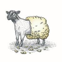 Shorn (@shornwines) 's Twitter Profile Photo