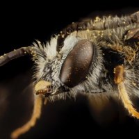 Insectes Sociaux (@inssociaux) 's Twitter Profile Photo Insectes Sociaux (@inssociaux) 's Twitter Profile Photo