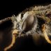 Insectes Sociaux (@inssociaux) Twitter profile photo Insectes Sociaux (@inssociaux) Twitter profile photo