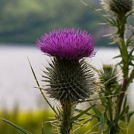 Scapa08389514's profile picture. 🏴󠁧󠁢󠁳󠁣󠁴󠁿🏴󠁧󠁢󠁳󠁣󠁴󠁿 Pro indy, anti-EU 🏴󠁧󠁢󠁳󠁣󠁴󠁿🏴󠁧󠁢󠁳󠁣󠁴󠁿