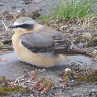 Tim Collins (@migrantbirder) 's Twitter Profile