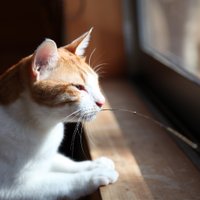 彩り (@kengo_ogachan) Twitter profile photo