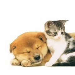 Full service veterinary hospital serving patients in clinic and through Dr Boctor's mobile vet service, at home.