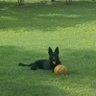 Williamsfam7's profile picture. Trump was right about everything ☆Love animals🐕especially my GS Harley-🙏Thankful for law enforcement👮‍♂️K9'S & our military🇺🇸 ❤ Gov Desant