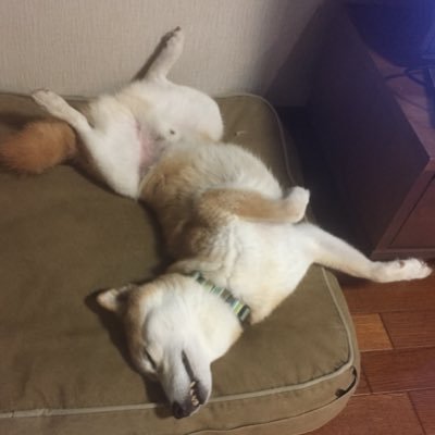 koudaisama's profile picture. 30代の目標:良く噛んで食べる