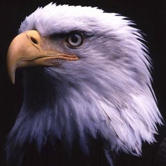 Eagle5k's profile picture. Official twitter account for the 9th Annual St. Edward-Epiphany School 5k Eagle Challenge presented by Stemmle Plumbing, Heating and Air.