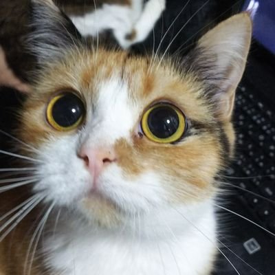 GDM58716765's profile picture. 主にゲームのつぶやき。
猫、音楽、映画、特撮が好きです。ゲーム実況もよく見ます。
無言フォロー失礼しますm(__)m