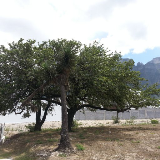 REcuperamos el AMMty con la conservación, protección y cREación de patrimonio foREstal urbano coordinando la participación ciudadana.