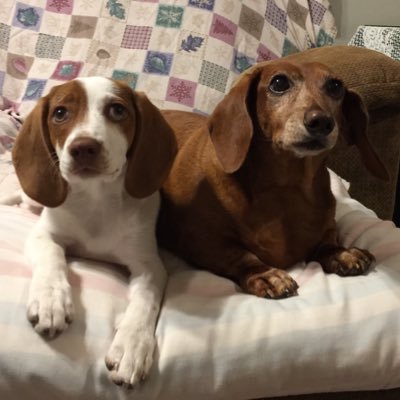 The bacon hunters #jeepgirls  and their dad @TheJeepMafia core 24 member #jeepfamily #jeep #jeepdog #jeeplife #jeepmafia #dachshund #beagle