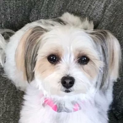 lee_borden's profile picture. MAGA, family mediator, prosecute criminals and thugs. Here for TRUMP!