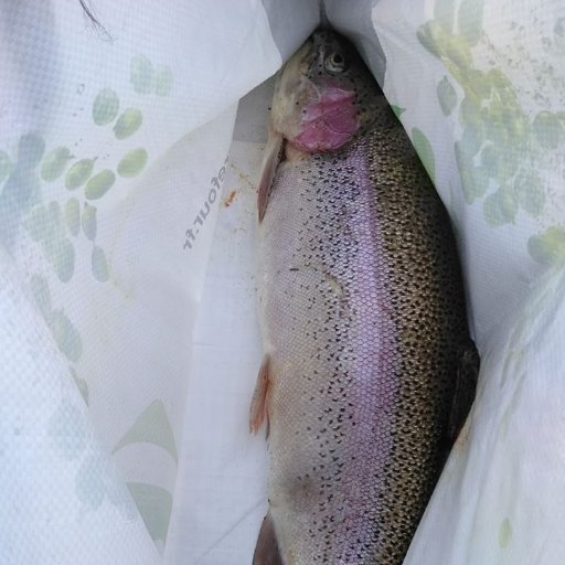 Un étang de pêche à la truite et au saumon. C'est une grande surface de pêche et de loisir à CHARS, à 30 min de Paris, 10/15 min de Cergy-Pontoise.