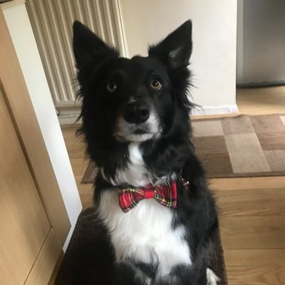 Welsh. Love films, tv shows, football, going for walks with my dog Dino. Love animals. Call Kenny Loggins cause your in the danger zone. 🏴