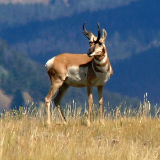 BorregoBernie's profile picture. A contrarian with plenty of opinions on thoroughbred horse racing, travel and photography.